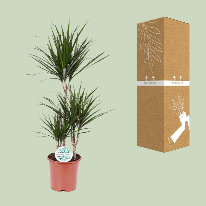 Dracaena Marginata - ↕115cm - Ø21cm