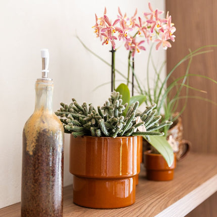 Kolibri Orchids | Plantenset Timeless Cognac - Phalaenopsis Orchidee Diamond Spider & Succulent & Beaucarnea