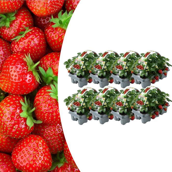 Aardbeienplanten (Fragaria) 100% biologisch - 48x