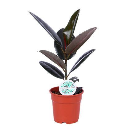 Ficus Elastica Abidjan - ↕55cm - Ø17cm