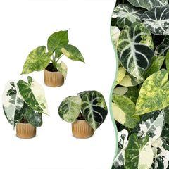 Collection image for: Variegata