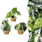 Variegata