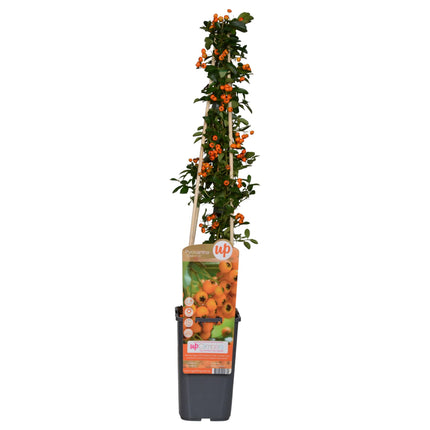 Pyracantha 'Soleil dOr' - Vuurdoorn - ↕65cm - Ø15cm