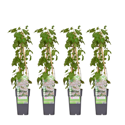 Fallopia Baldschuanica - ↕65cm - Ø15cm - 4x