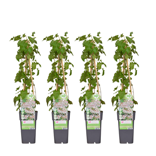 Fallopia Baldschuanica - ↕65cm - Ø15cm - 4x