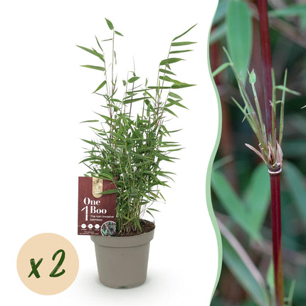 Bambù non invasivo - Fargesia Red Dragon - ↕35cm - Ø14cm - 2x