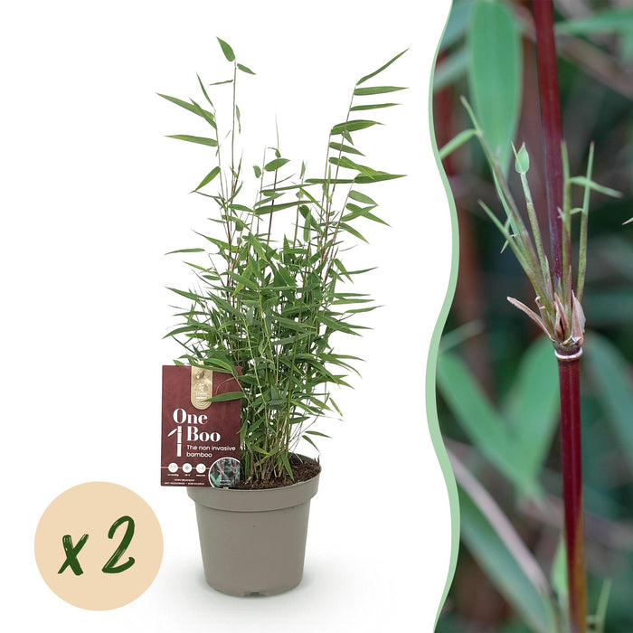 Bamboe - Fargesia Red Dragon - Groen - 2 Planten - Bladhoudend - Niet Woekerend- Pot 14cm Hoogte 35cm
