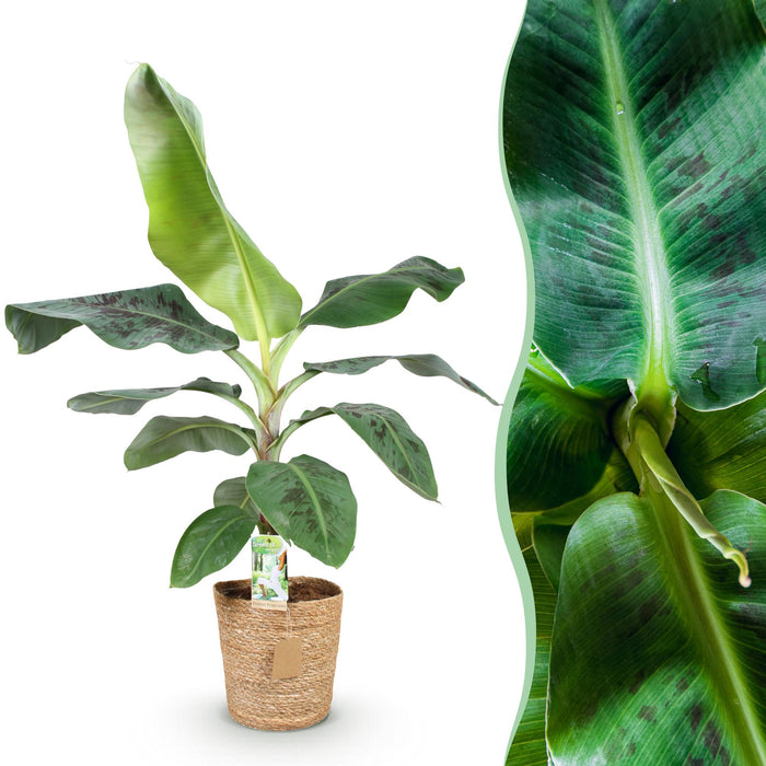 Musa acuminata Dwarf Cavendisch - Bananenplant - met mand - Pot 21cm - Hoogte 70-75cm