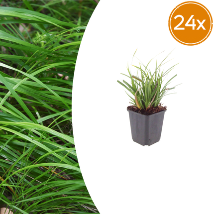 Carex morrowii - Zegge - ↕10-25cm - Ø9cm - 24x