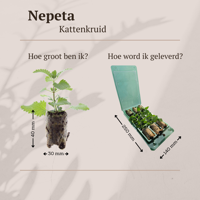 Nepeta – 6 Pluggen | Zelf Kweken & Genieten van een Aromatische Tuin!
