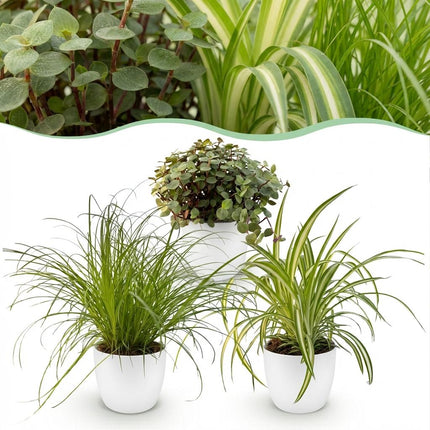 Caja para plantas - Cyperus - Callisia - Chlorophytum - con macetas blancas - ↕20cm - Ø12cm - 3x