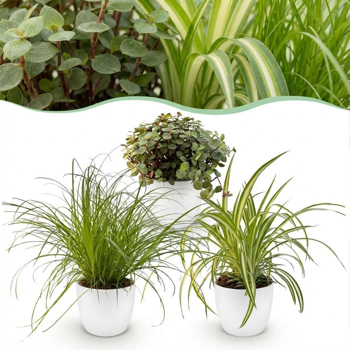 Plantenbox - Cyperus - Callisia - Chlorophytum - met witte plantenpotten - ↕20cm - Ø12cm - 3x