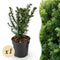 Taxus Baccata