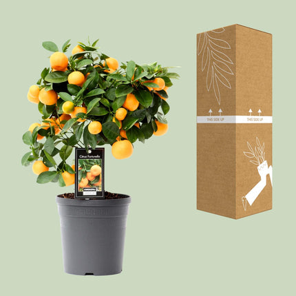 Citrus Calamondin - ↕40cm - Ø15cm