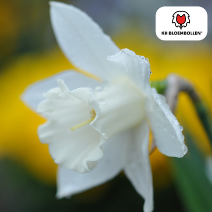 Narcisos Snow Baby, 20 unidades