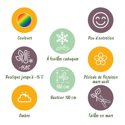 Kit de bordure - Ombre - 8 vivaces - 1 m² - Coloris variés - Entretien facile - Ø 11 cm