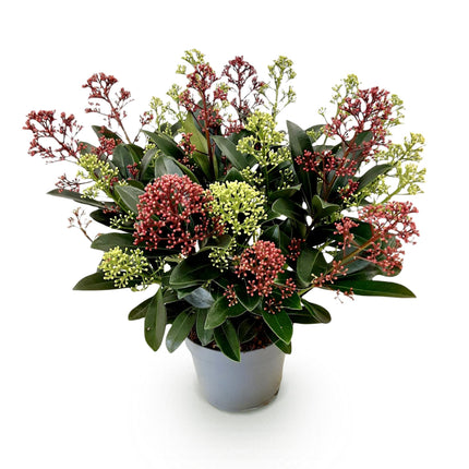 Skimmia japonica Festival - Fleurs blanches et rouges - Plus de 15 fleurs - ↕30 cm - Ø15 cm