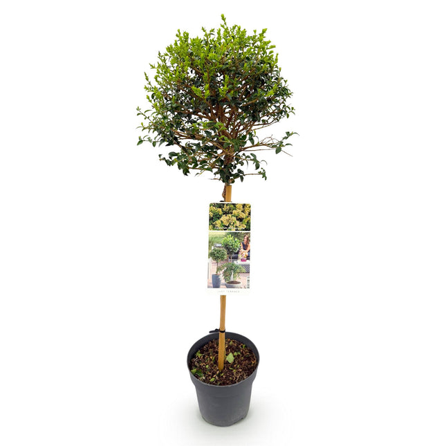 Ligustrum delavayanum - Planta sobre tallo - Planta de terraza - ↕90cm - Ø19cm