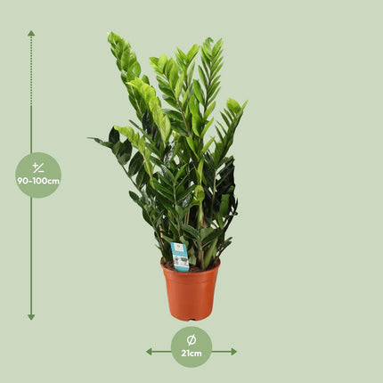 Zamioculcas Zamiifolia - Planta ZZ - ↕95cm - Ø21cm