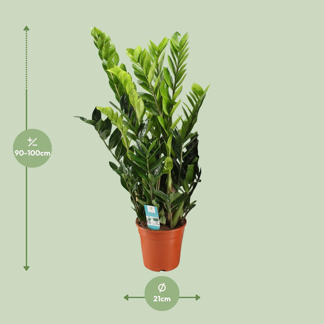 Zamioculcas Zamiifolia - ZZ-Pflanze - ↕95cm - Ø21cm