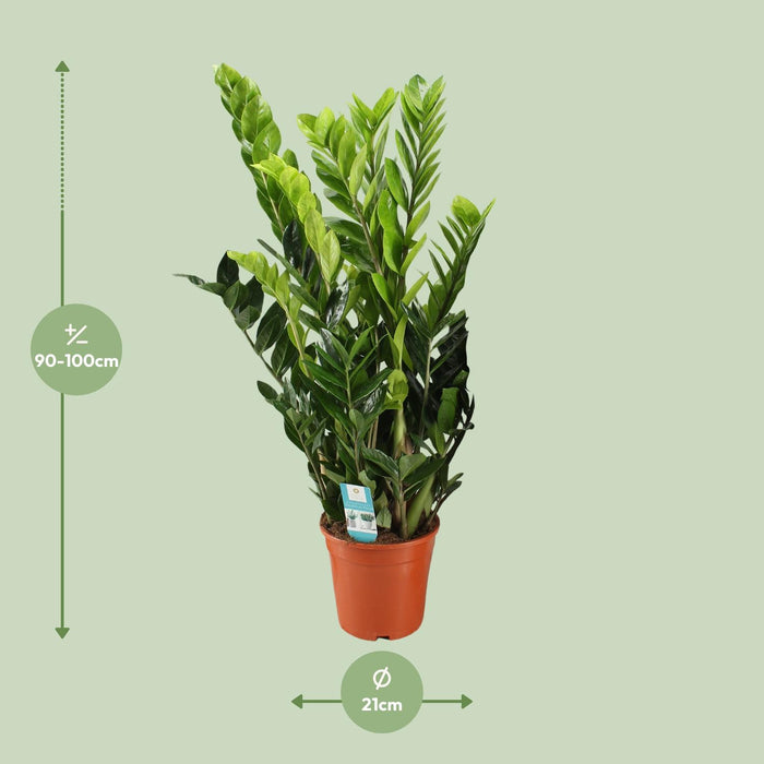 Zamioculcas Zamiifolia - ZZ Plant - ↕95cm - Ø21cm
