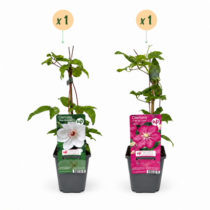 Clematis Duo Pink & White - Bosrank 2x - Wit - Roze - Klimplant - Ø9cm - ↕35cm