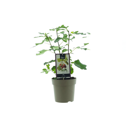 Ficus Precose De Dalmata - ↕40cm - Ø15cm