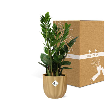 Zamioculcas – ZZ Plant - ↕45-50 in elho Vibes Fold Ø14cm yellow
