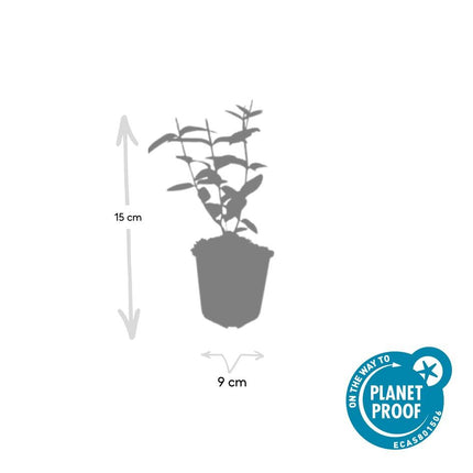 Hypericum inodorum - ↕10-25cm - Ø9cm - 60x