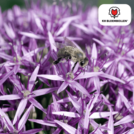 Allium Globemaster - Blomsterløg - 5x