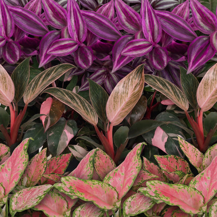Baby Planten Paradise Mix - Diversen 3x - Tropisch - incl. Copper Reef - Ø6cm - ↕10-15cm