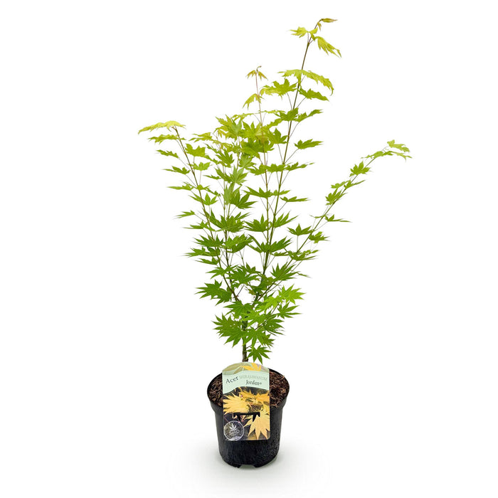 Terrasplant - Japanse Esdoorn - Acer palmatum Jordan - Geel - Bladverliezend - ↕70cm - Ø19cm