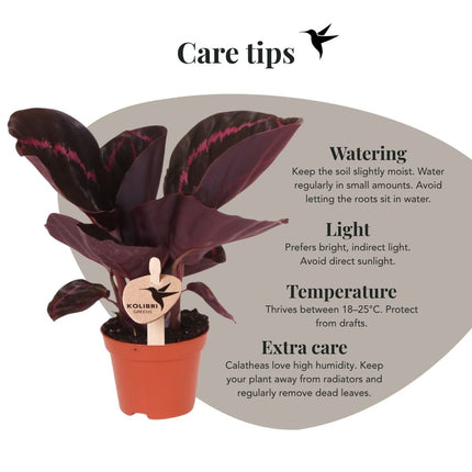 Calathea Dottie - Kolibri Greens - Ø6cm