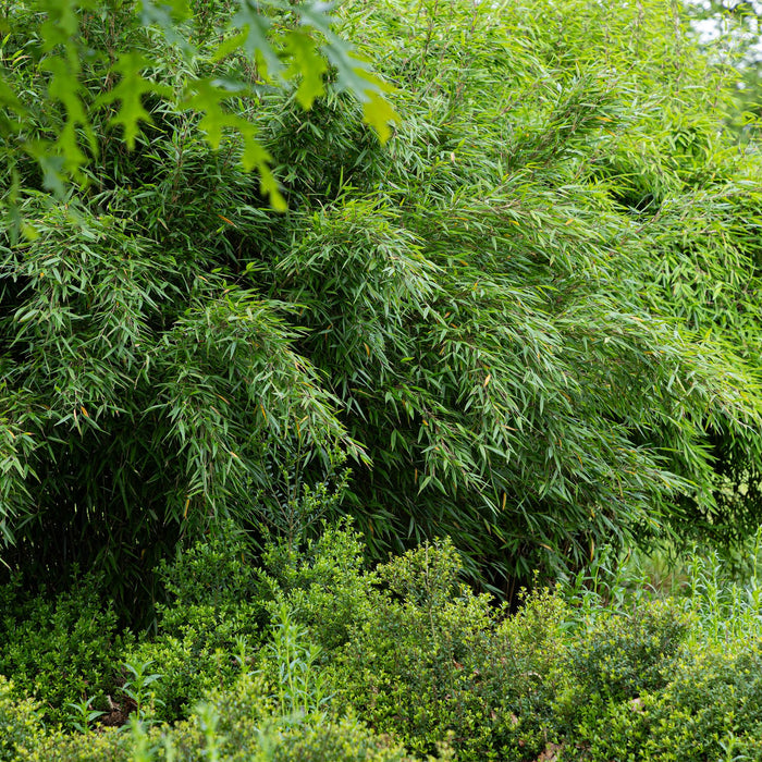 Bamboe - Fargesia Red Dragon - Bladhoudend - Niet Woekerend - Groen - 18 Planten - Pot 14cm - Hoogte 35cm