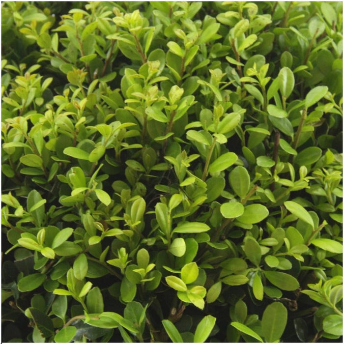 Ilex crenata 'Jenny' - ↕15cm - Ø7cm - 48x