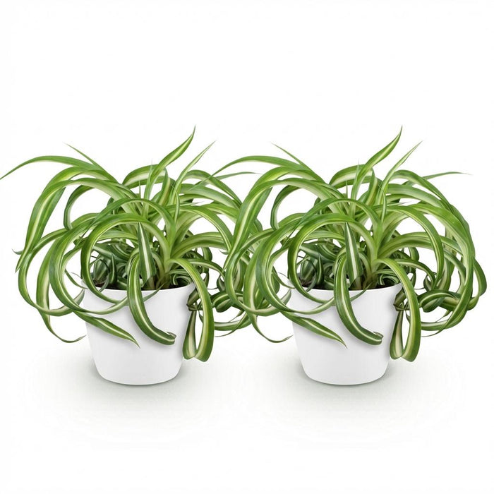 Chlorophytum comosum Bonnie - Krullende Graslelie - met witte plantenpotten - ↕20cm - Ø12cm - 2x