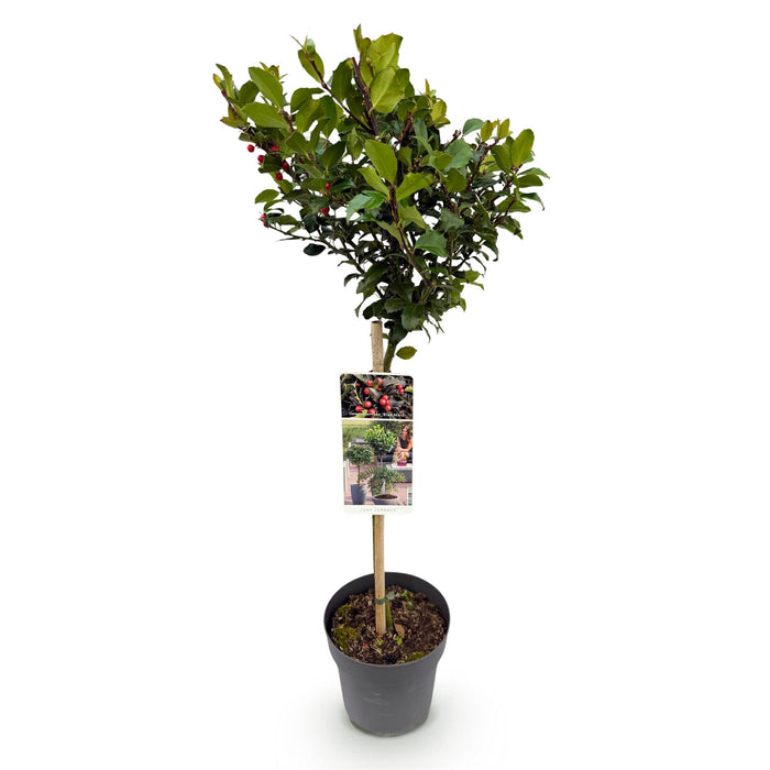Tuinplant - Ilex meserveae Blue Maid - Plant op stam - Terras Plant - Bladverliezend - Weinig Onderhoud - Pot 19cm Hoogte 90cm