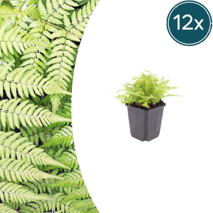 Dryopteris filix-mas - Helecho macho - ↕10-25cm - Ø9cm - 12x