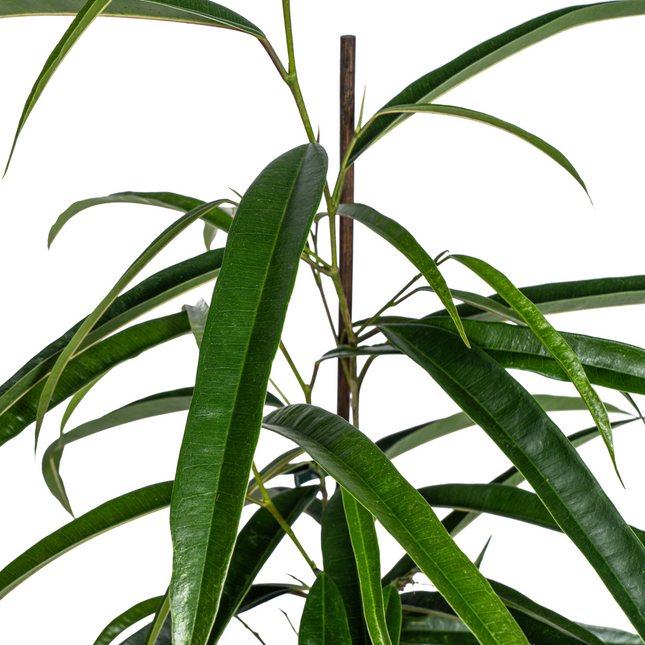 Ficus Binnendijkii Alii - ↕60 - 80cm - Ø17cm