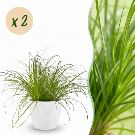 Cyperus alternifolius Zumula - Cat grass - with white plant pots - ↕20cm - Ø12cm - 2x