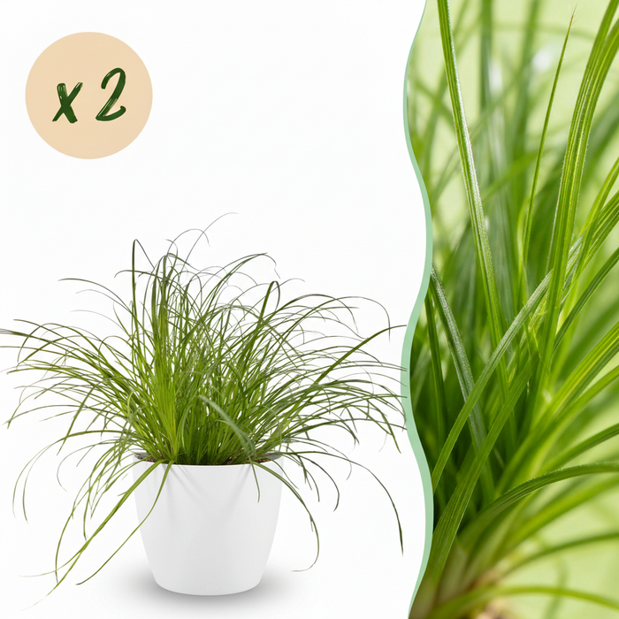 Cyperus alternifolius Zumula - Kattengras - met witte plantenpotten - ↕20cm - Ø12cm - 2x