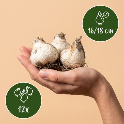 12x Allium Mount Everest - Bloembollen - Sierui - Wit - Zomerbloeier - Bolmaat 16/18