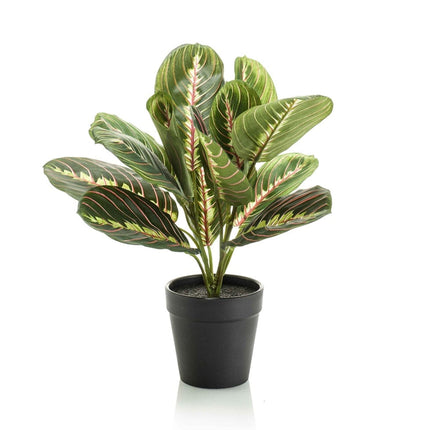 Artificial Maranta plant green - in black pot - ↕30cm - Ø12cm