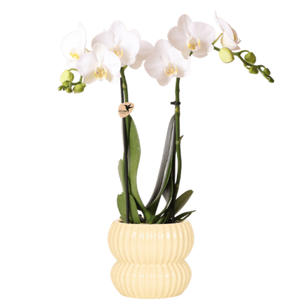 Kolibri Orchids | Witte Amabilis orchidee + Horizon sierpot geel – potmaat Ø9cm