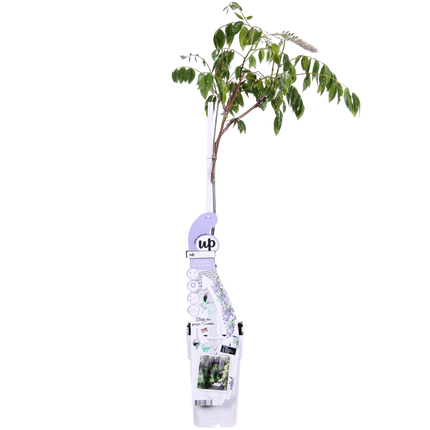 Wisteria sinensis Caroline - Glicine viola - ↕65cm - Ø15cm