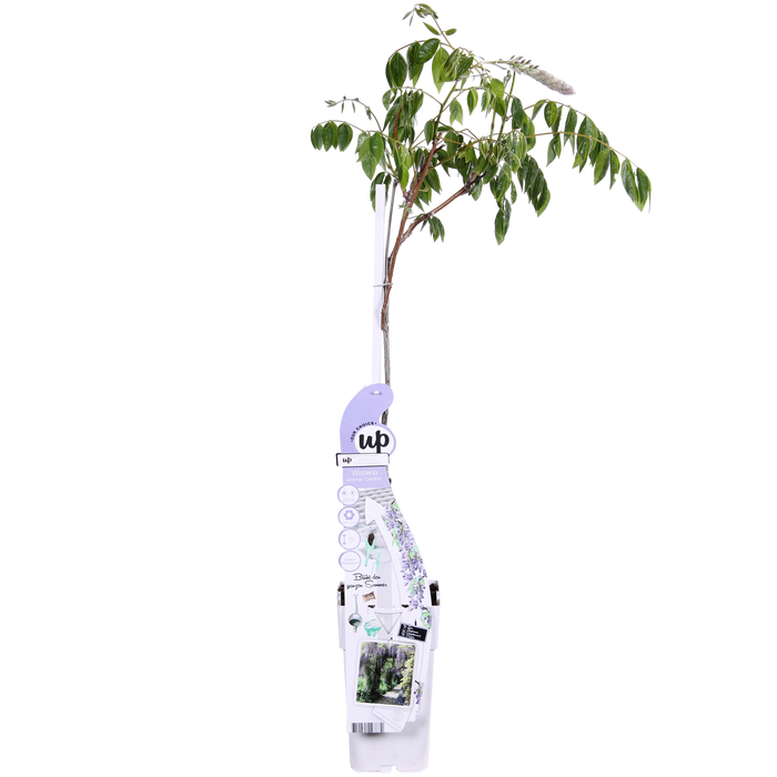 Wisteria sinensis Caroline - Paarse Regen - ↕65cm - Ø15cm