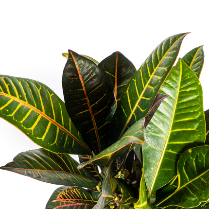 Codiaeum 'Croton' Petra with basket - ↕60-80cm - Ø21cm