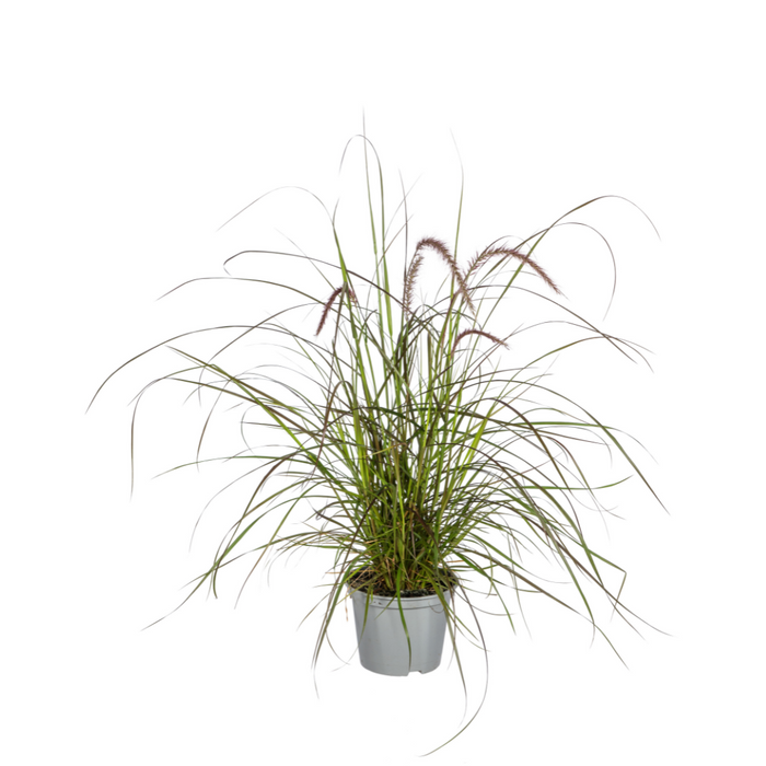 Pennisetum x advena Rubrum - ↕50-60cm - Ø13cm - 4x