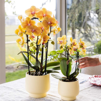 Kolibri Orchids | Combi Deal - 4 Oranje-Roze Phalaenopsis Orchideeën Niagara Fall Sunny Bunny - Ø12 cm