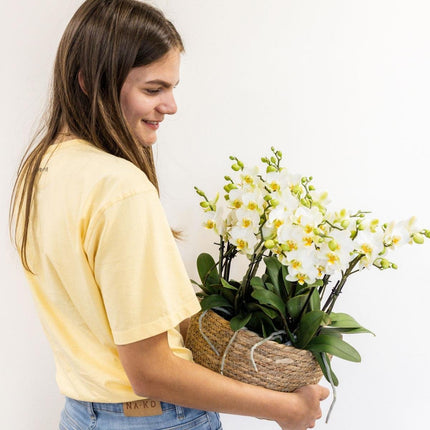 Kolibri Orchids | Hvid Mono Bouquet Blossom Lausanne i sivkurv